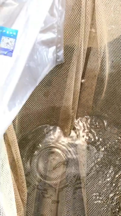 3-4cm吃饲料的加州鲈鱼苗上池吊水练苗准备发往湖北武汉机场