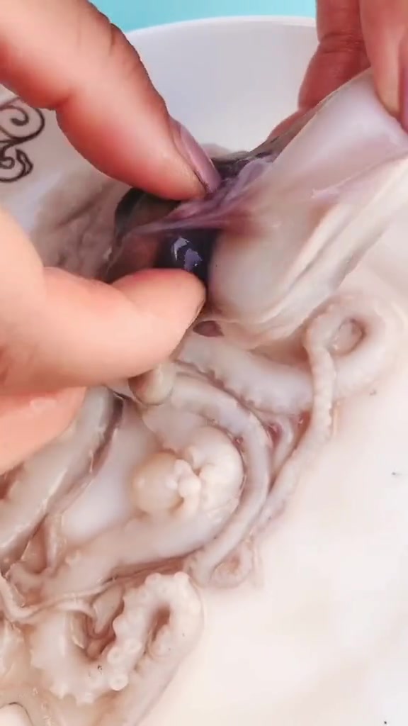 来看一看八爪鱼的头里有些什么?