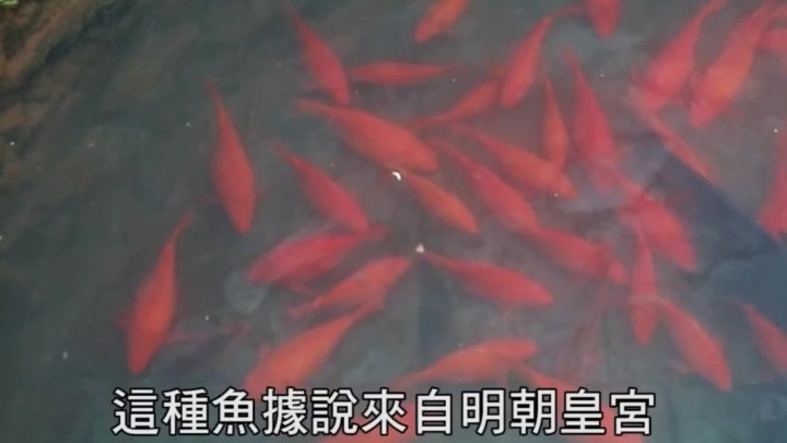 婺源,荷包红鲤鱼。#遇见美好# #遇见好滋味# 