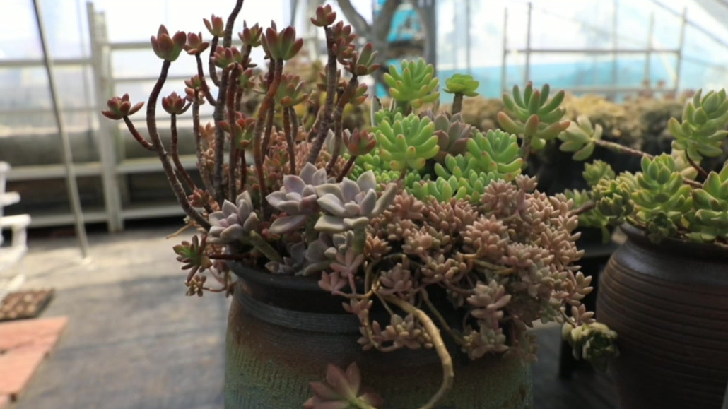 多肉植物丸叶姬秋丽长什么样?