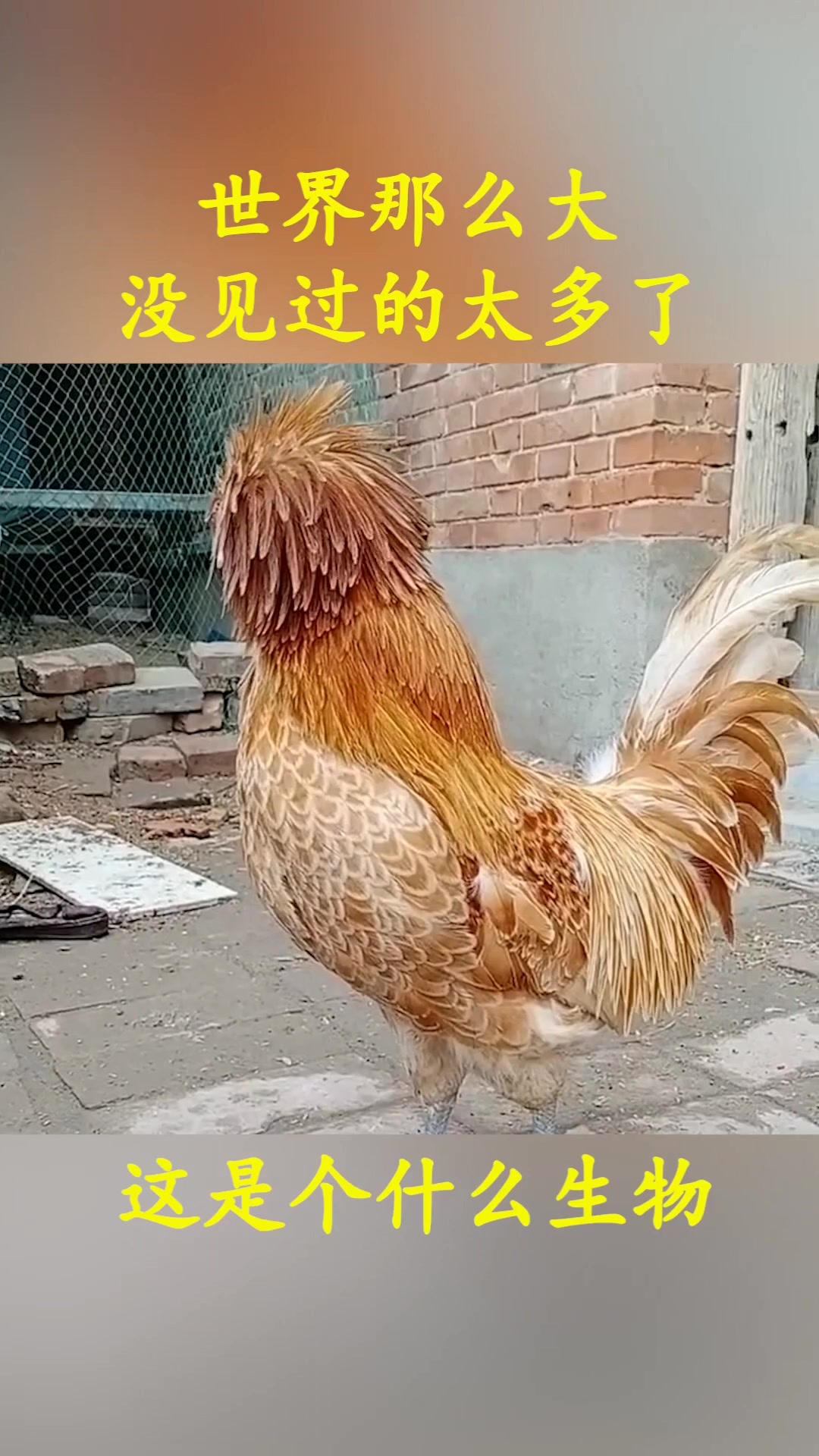 世界那么大,没见过的太多了,这是个什么生物