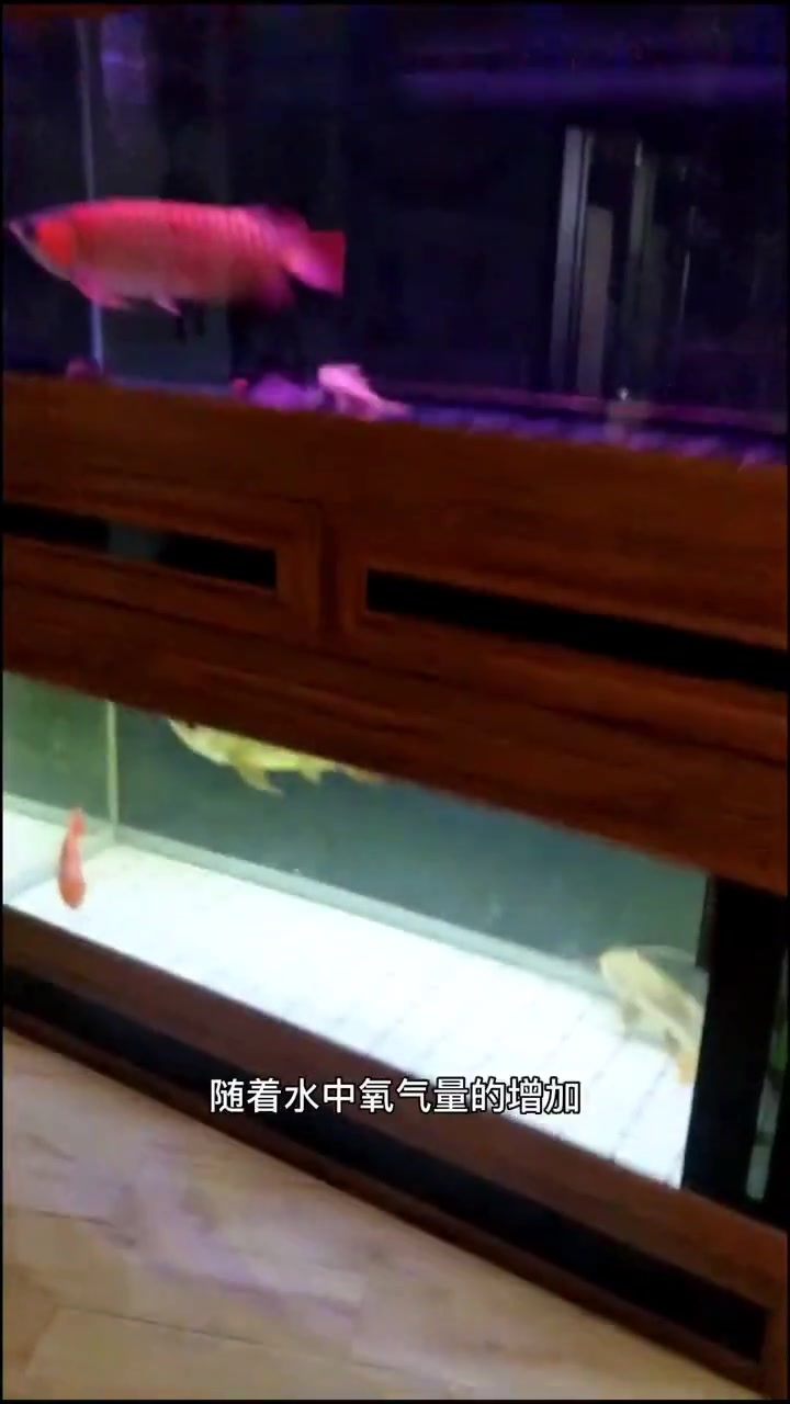 鱼缸使用氧气泵能改善水质么?听我给你说上一说