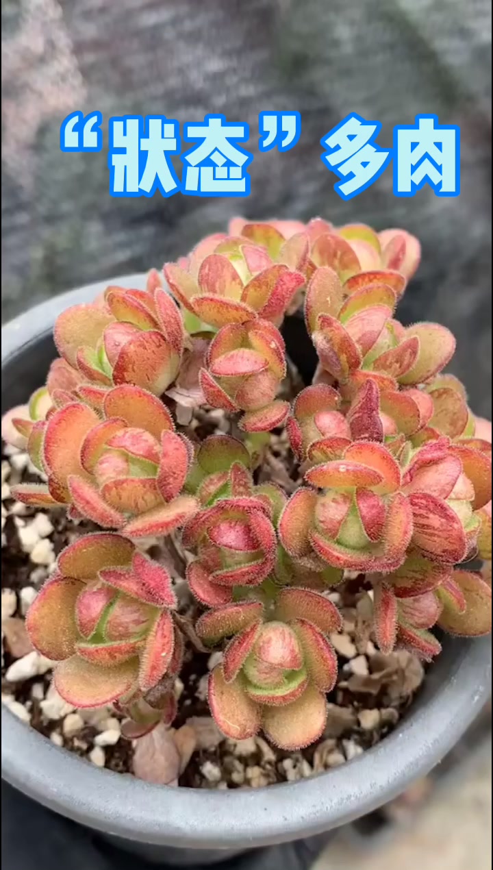 状态多肉:号称“最美杂交多肉”的血樱,您觉得怎样?看看吧!