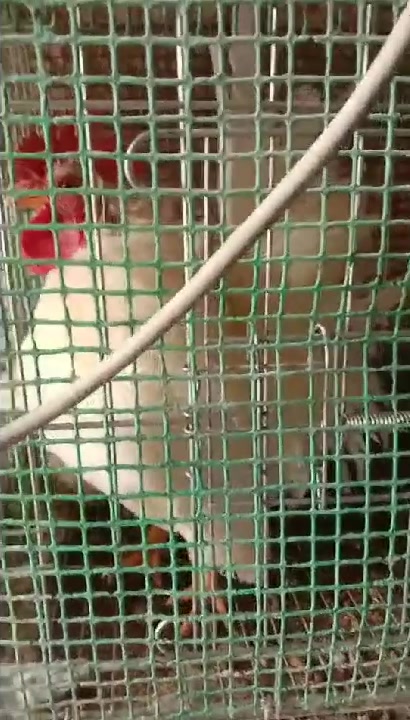 帝王白观赏鸡元宝鸡种蛋鸡苗出售成都华阳