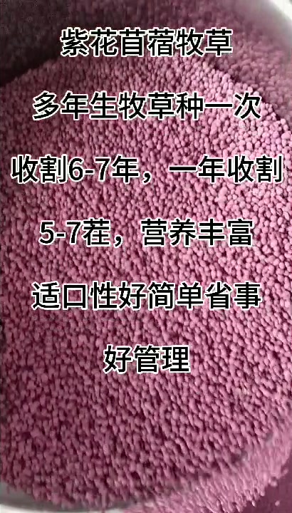 鱼喜欢吃的牧草品种,苏丹草,多年生牧草黑麦草