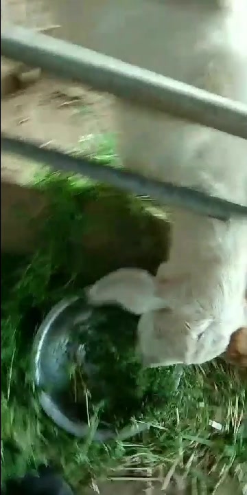 小白白,小黑黑们都在吃草