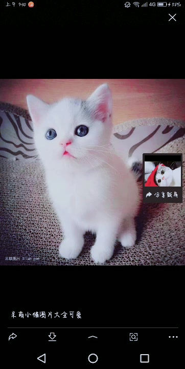 可爱的小动物,别忘点个小关注奥。