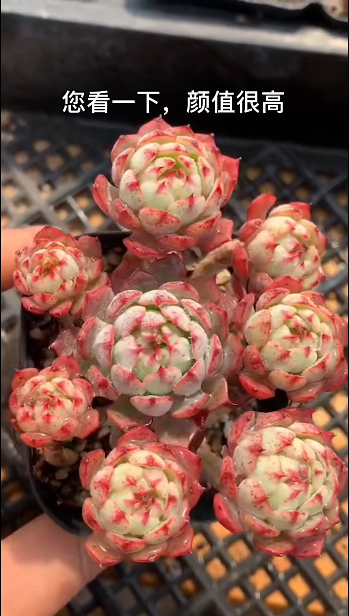 4盆“杂交”多肉:多肉界“美二代”,父母基因好,颜值真的高!