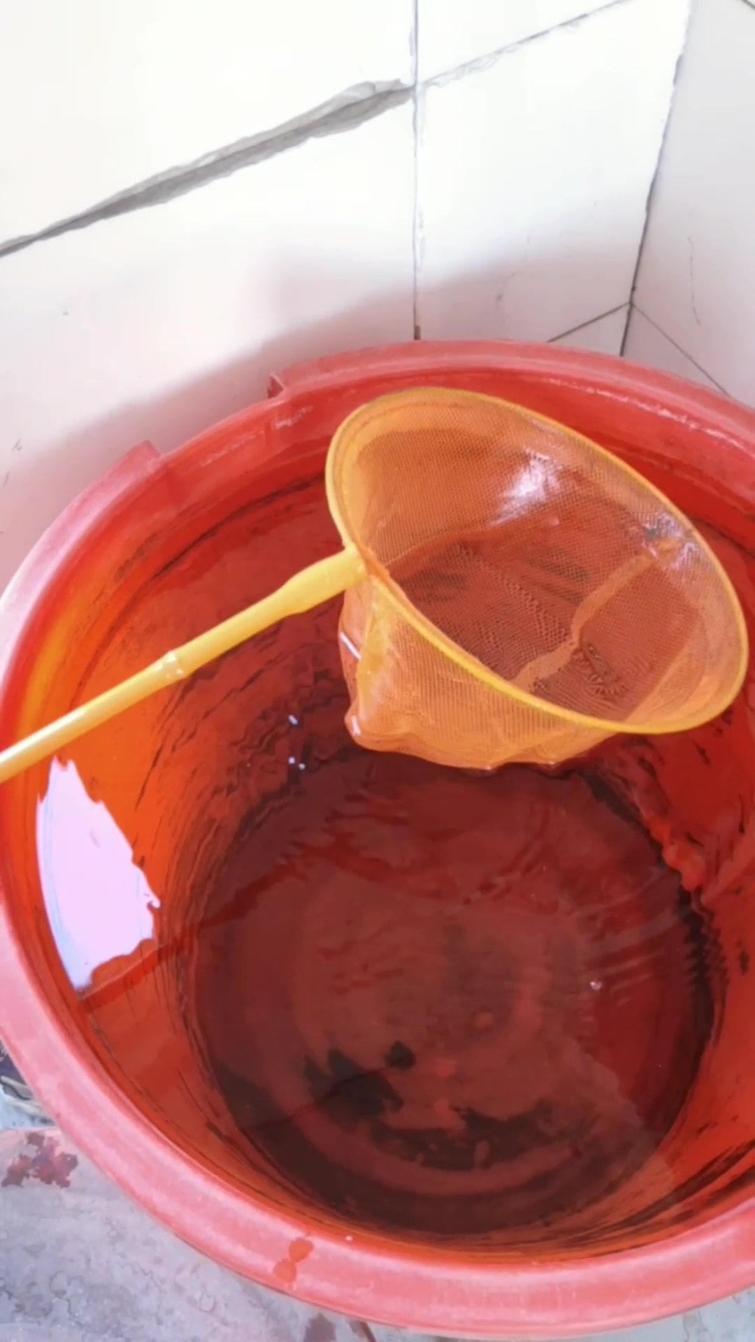 20块钱买的3条金鱼,倒缸的时候一条白金鱼居然会装死