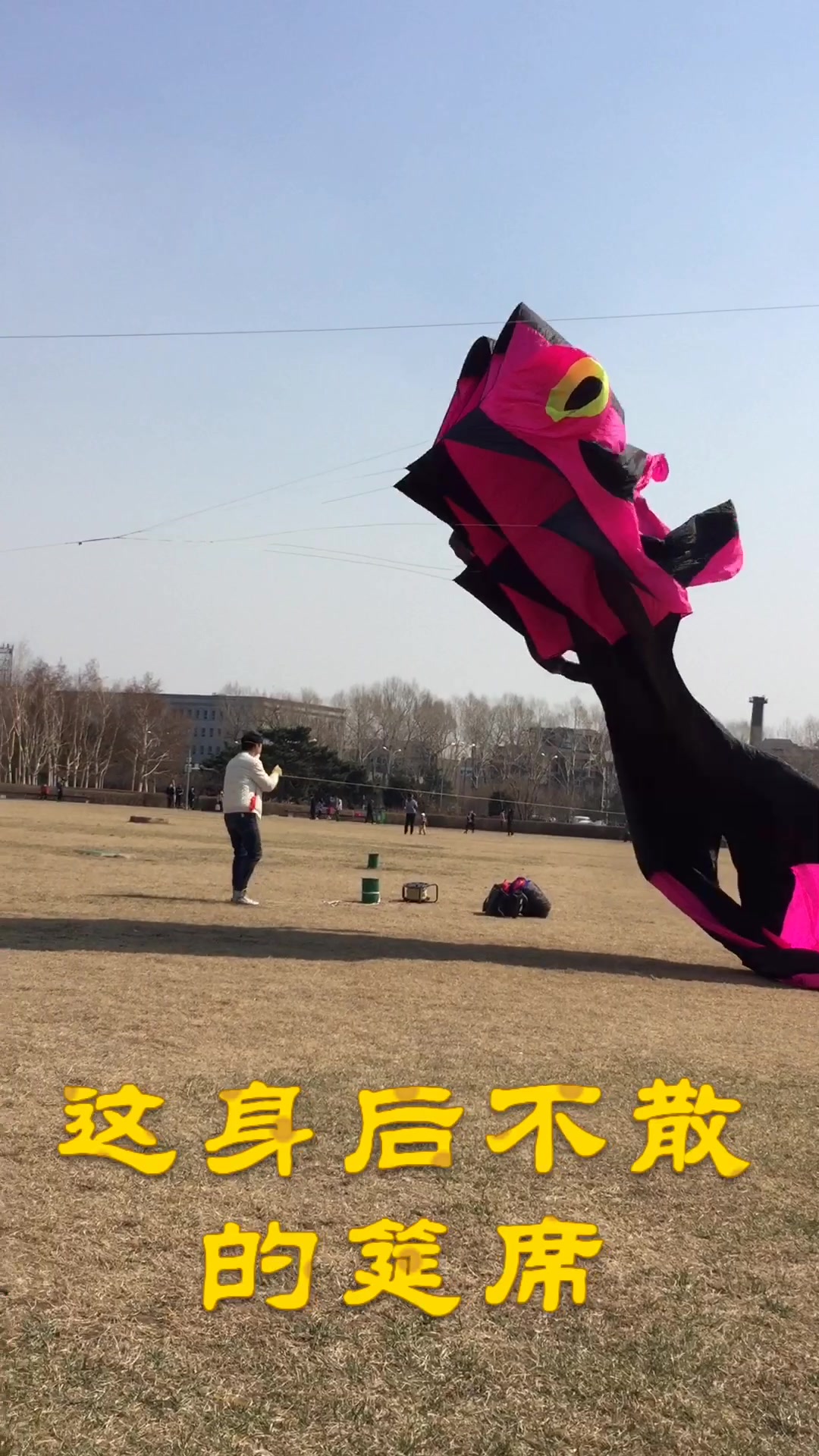 这两条金鱼风筝真的是太漂亮