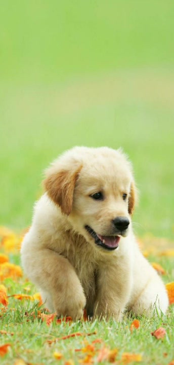 我爱甜甜圈。爱圈圈100