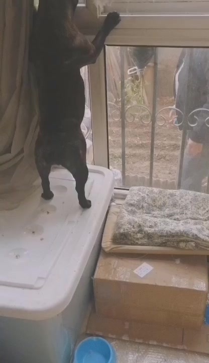 糯米做的团子,太黏人了!