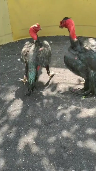 越南鬼子斗鸡多少钱越南斗鸡哪里有卖的