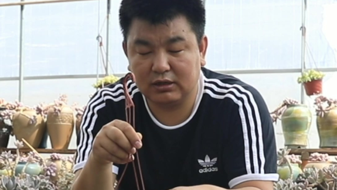 多肉植物达摩福娘长什么样?