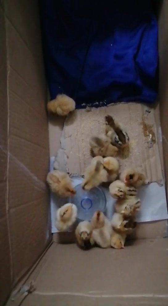 小鸡小鸡捉虫吃米