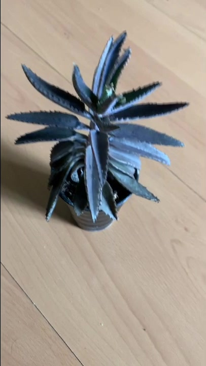 不死鸟多肉植物,很好养的哦!
