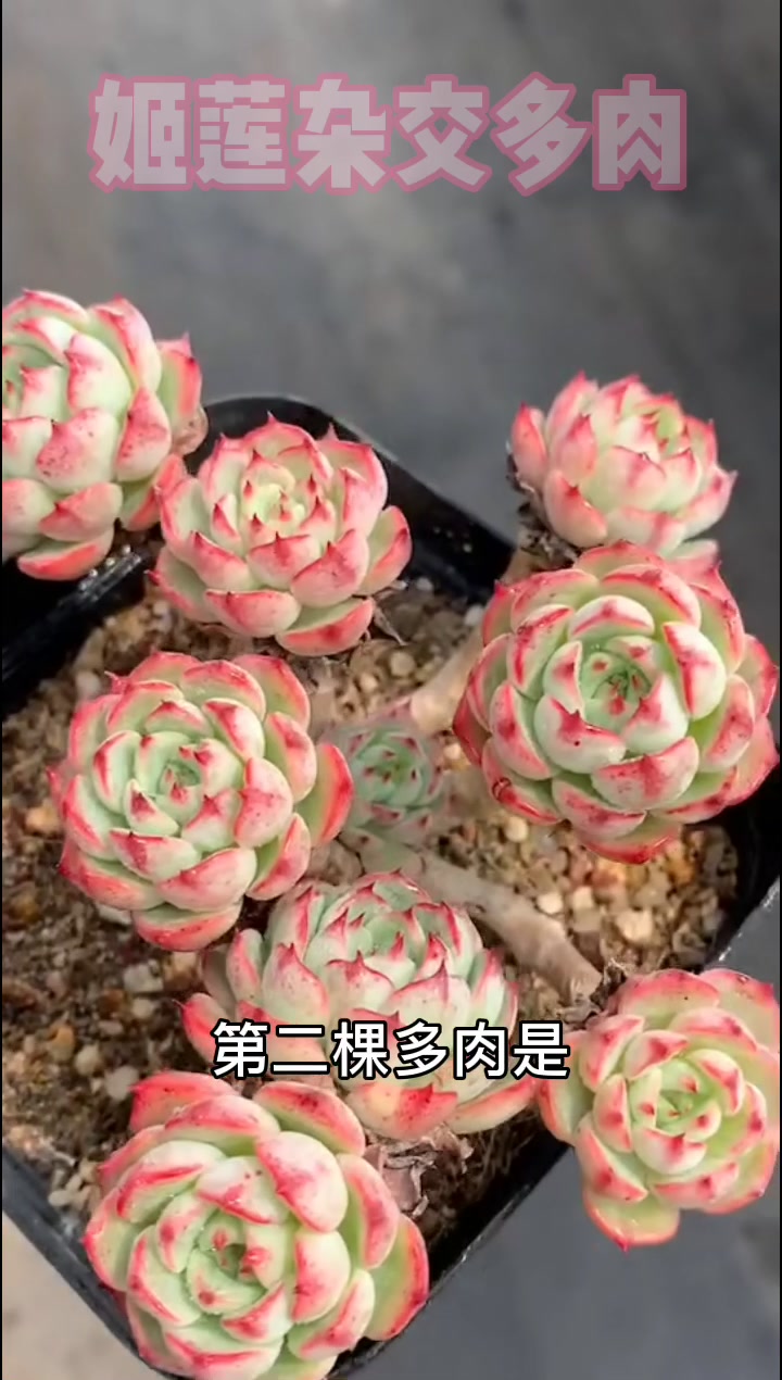 “高颜值”多肉:多肉界“维密天使”,颜值爆表,挂区专属!