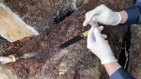 【山东口岸首次截获检疫性有害生物栎窄吉丁】4月10日,青岛海关所属胶州海关关员在对一批进口