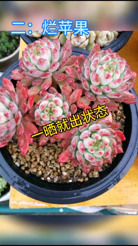 全网最快出状态的十大小老桩多肉