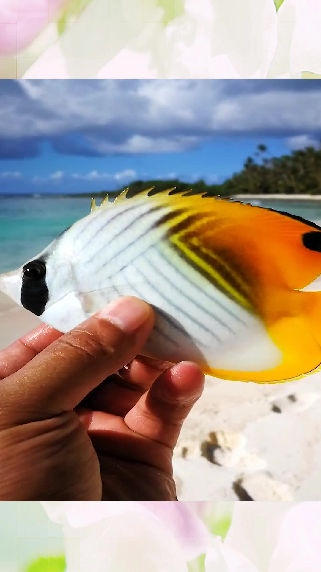 海边小伙去赶海,抓到一条漂亮的海鱼,这花纹头回见!