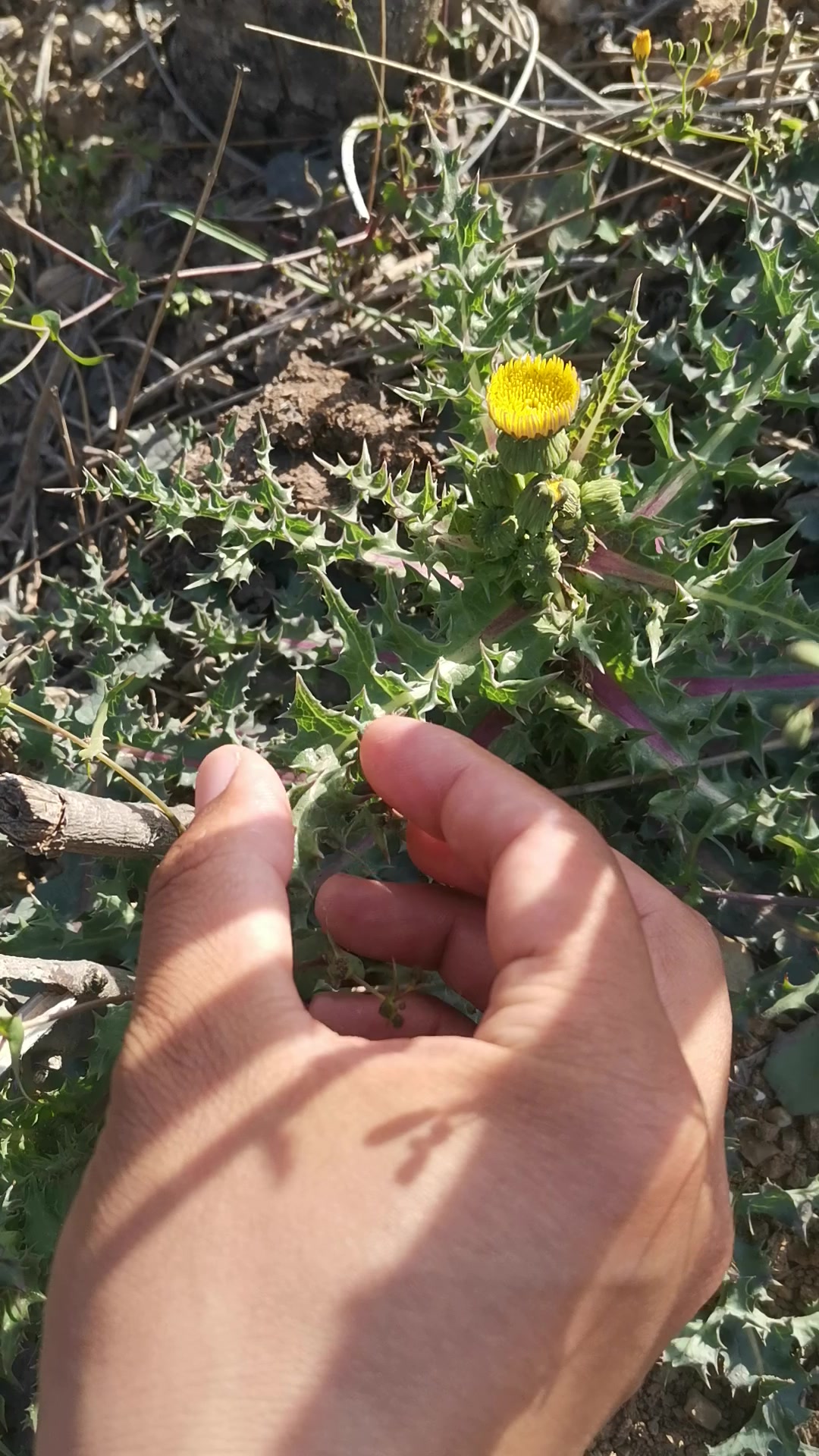 田野里续断菊和苦苣菜的区别