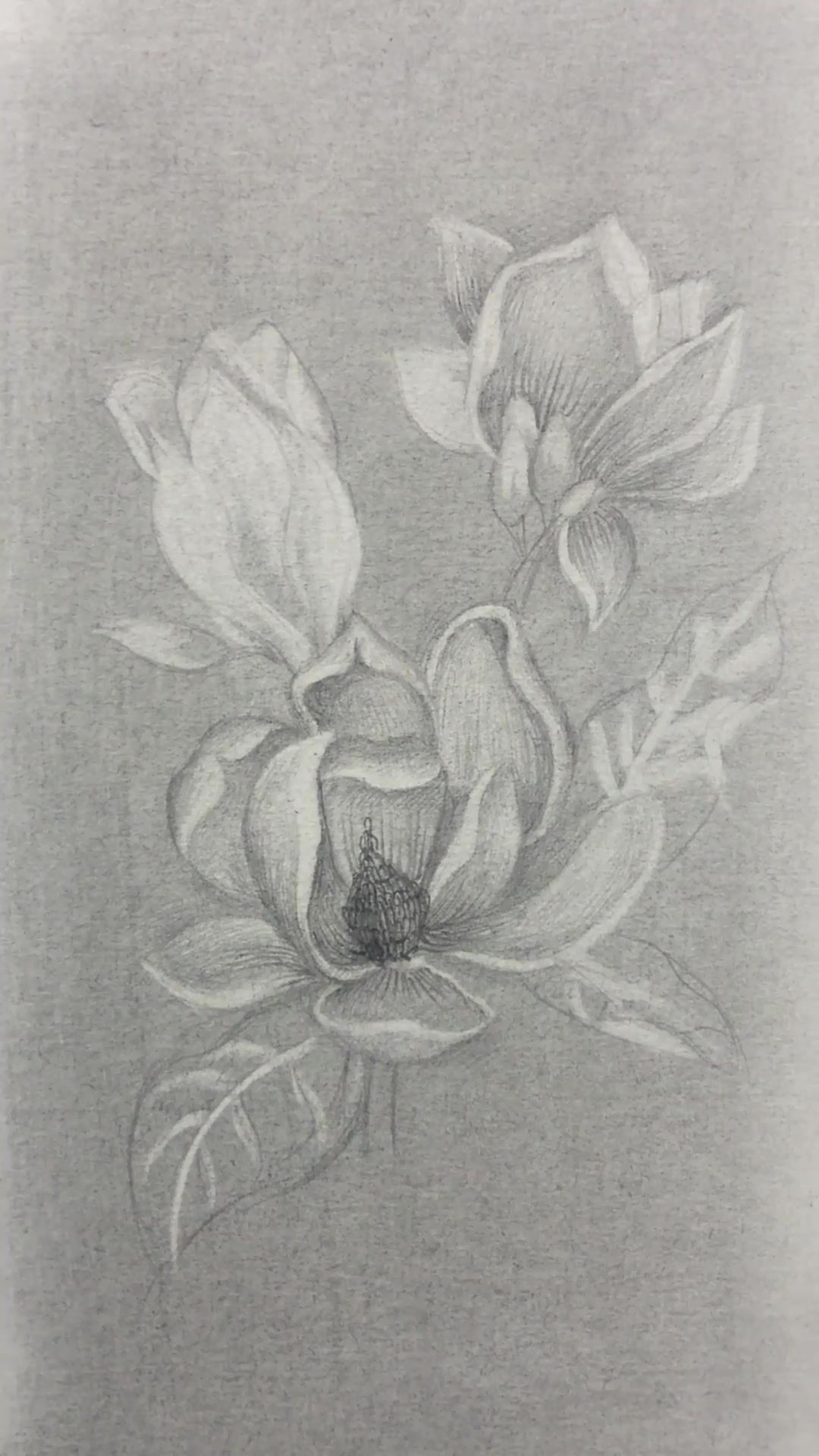 素描桃花教学,画法新颖精致,值得收藏转发