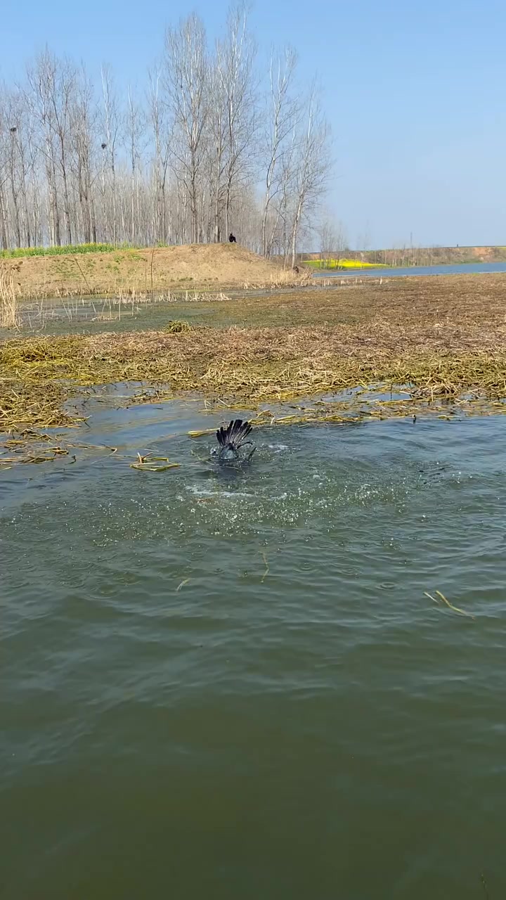 白头的鱼鹰也太厉害了,抓了这么大一条鱼,赶紧犒劳犒劳它