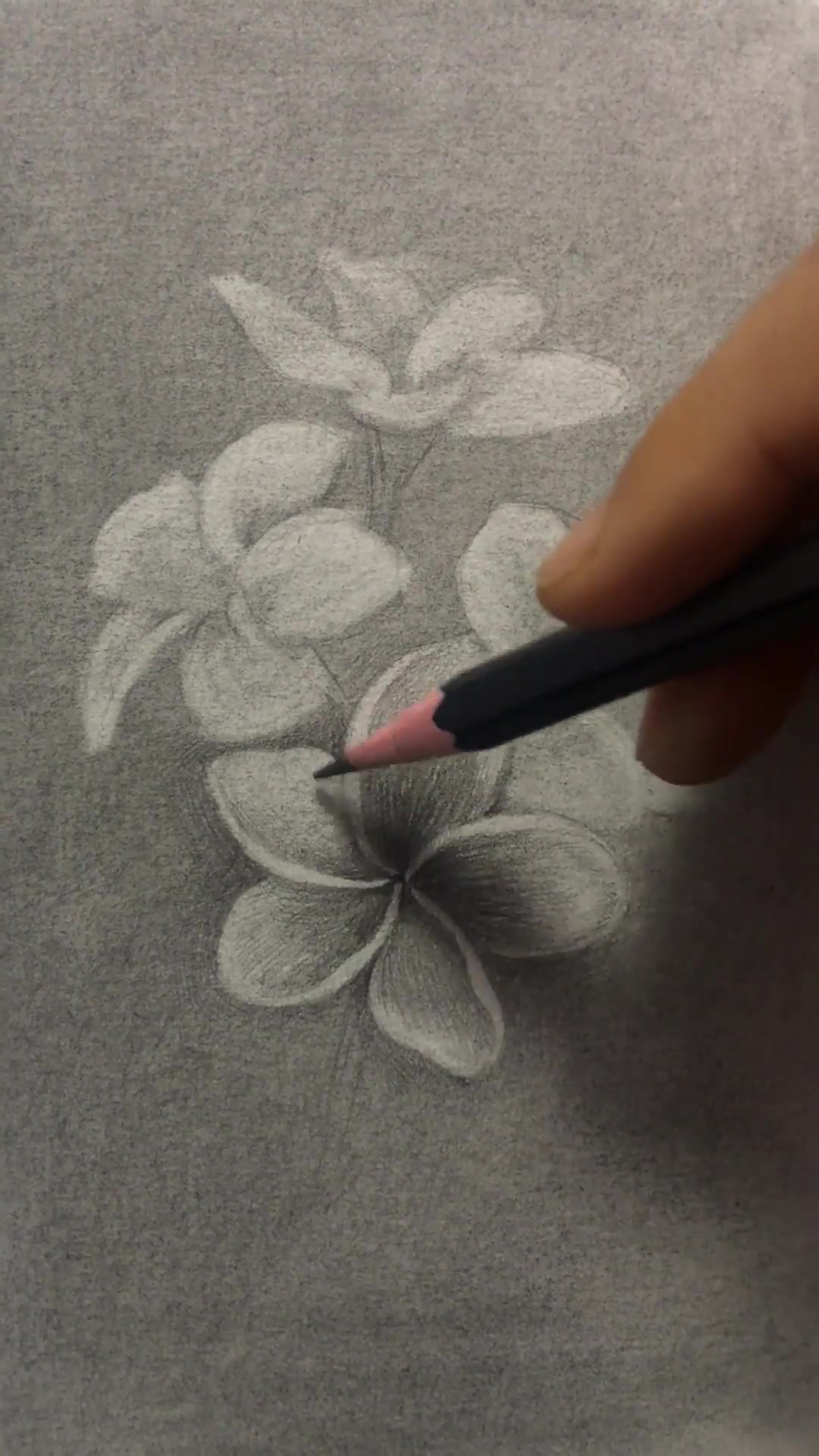 素描花卉鸡蛋花,这个花是真不像鸡蛋,哈哈哈哈