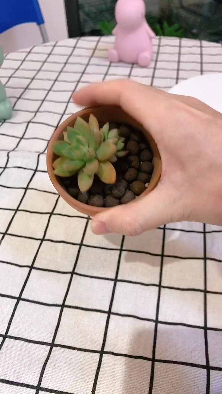 “练手”多肉:1棵多肉,5大“好处”,看看它的“丑照”!