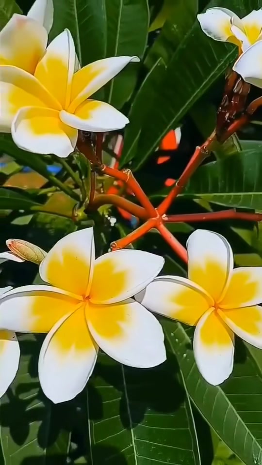 有一种美丽叫鸡蛋花