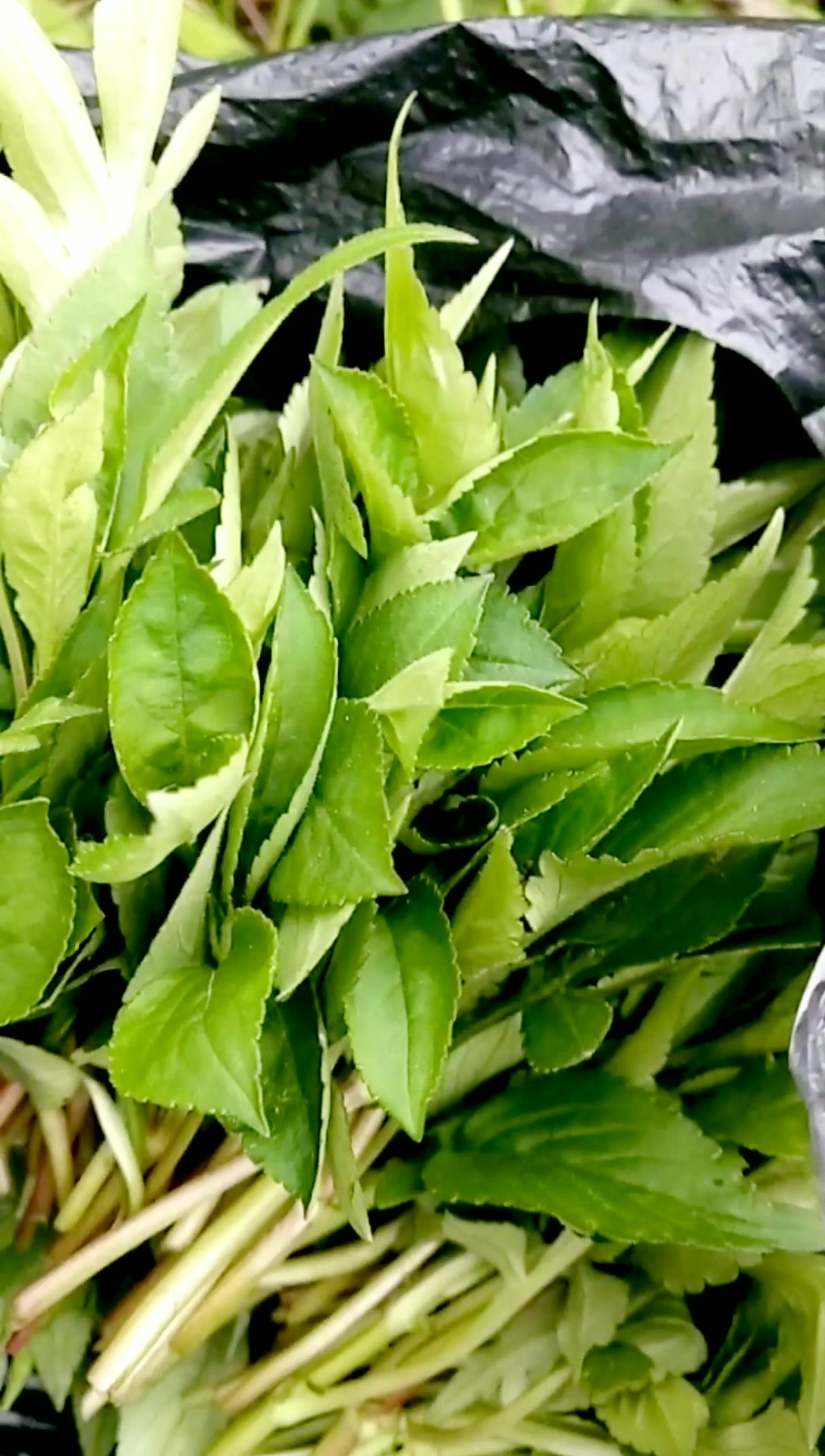 野生苦菜汤,苦而回甘