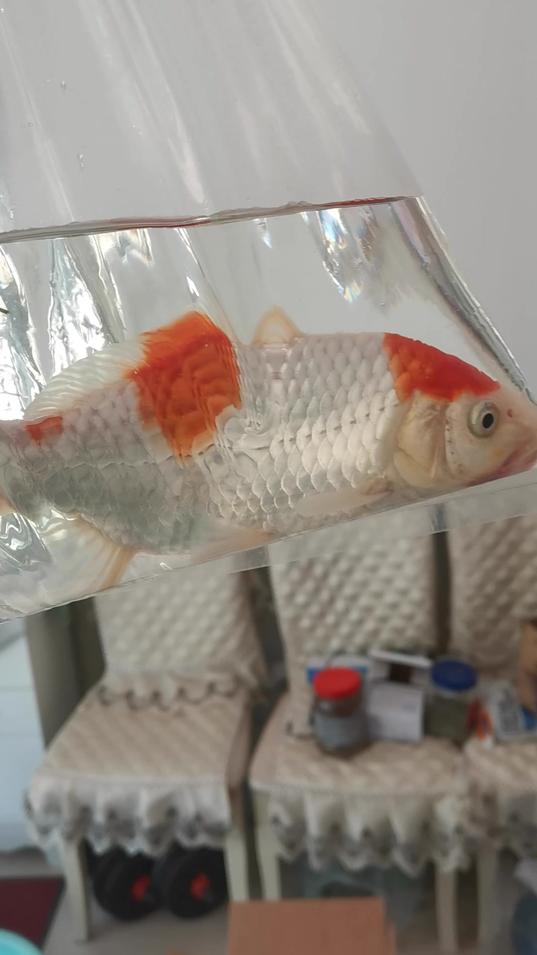 精品红白三段锦鲤鉴赏