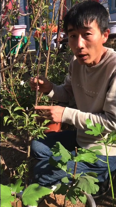 盆景鸡心果嫁接一树多果