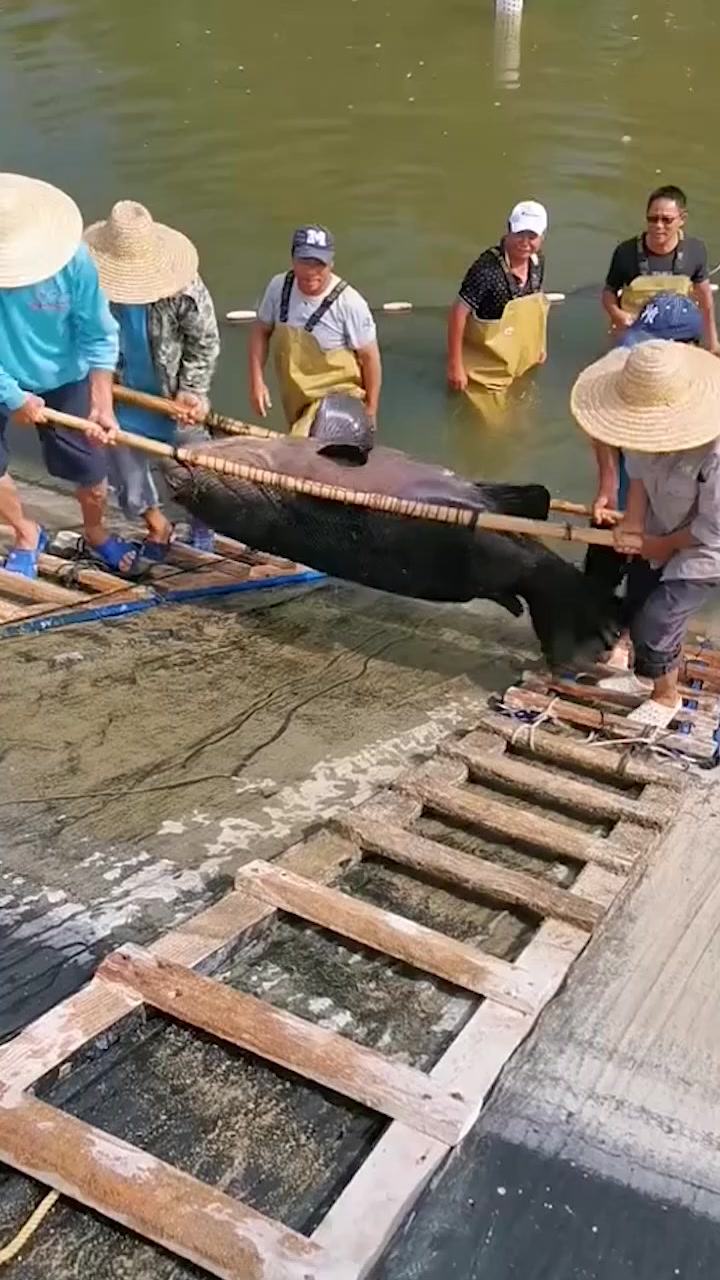 第一次见这么大的鱼,下巴都快惊掉了,谁知道这是什么鱼!