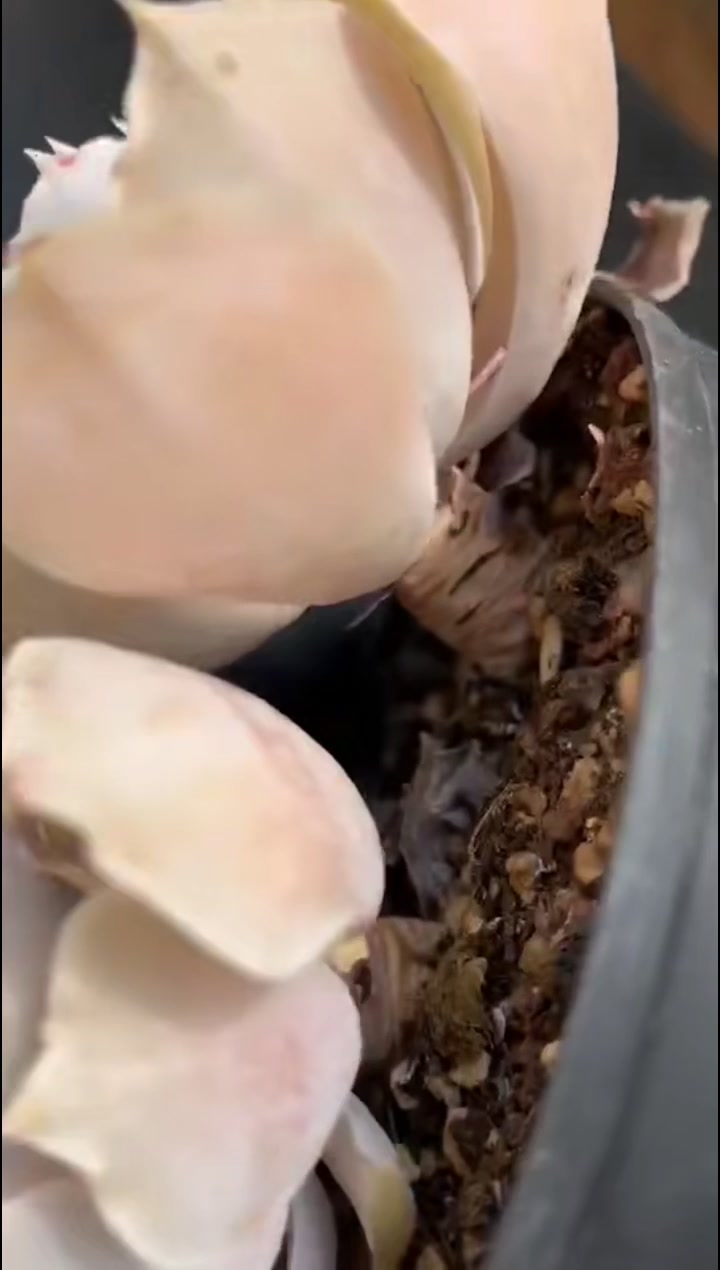 5棵“靓”多肉:3棵“彩色卷心菜”,养在逆挂区,菜比它好看!