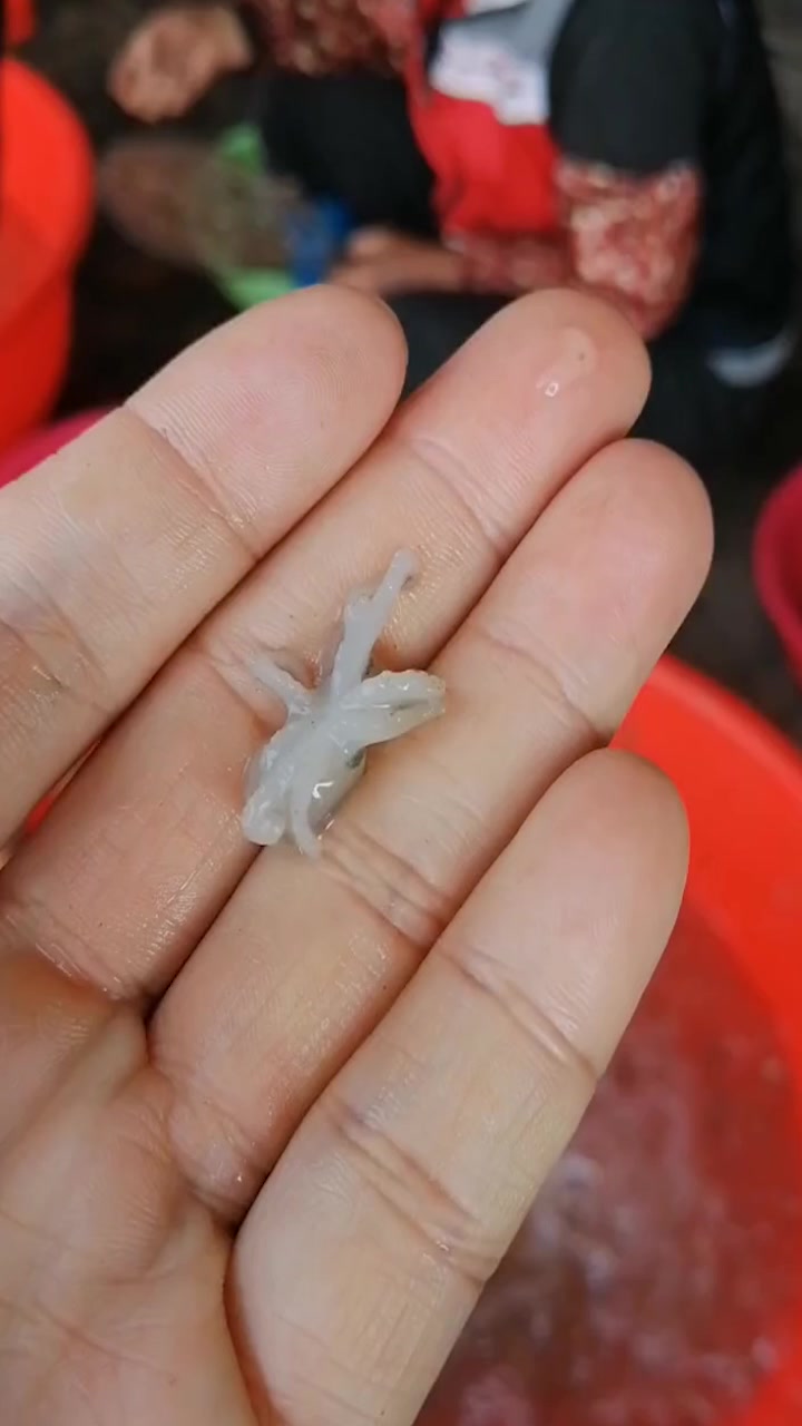 这是我见过最小的八爪鱼,眼前一幕,网友:爆头都找不到头