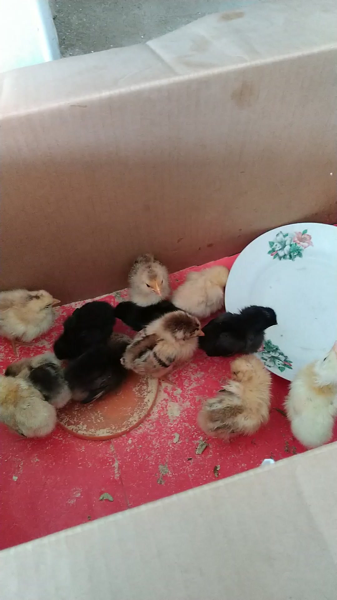 小公鸡小母鸡怎么区分
