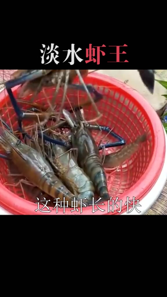 淡水虾之王你见过吗?