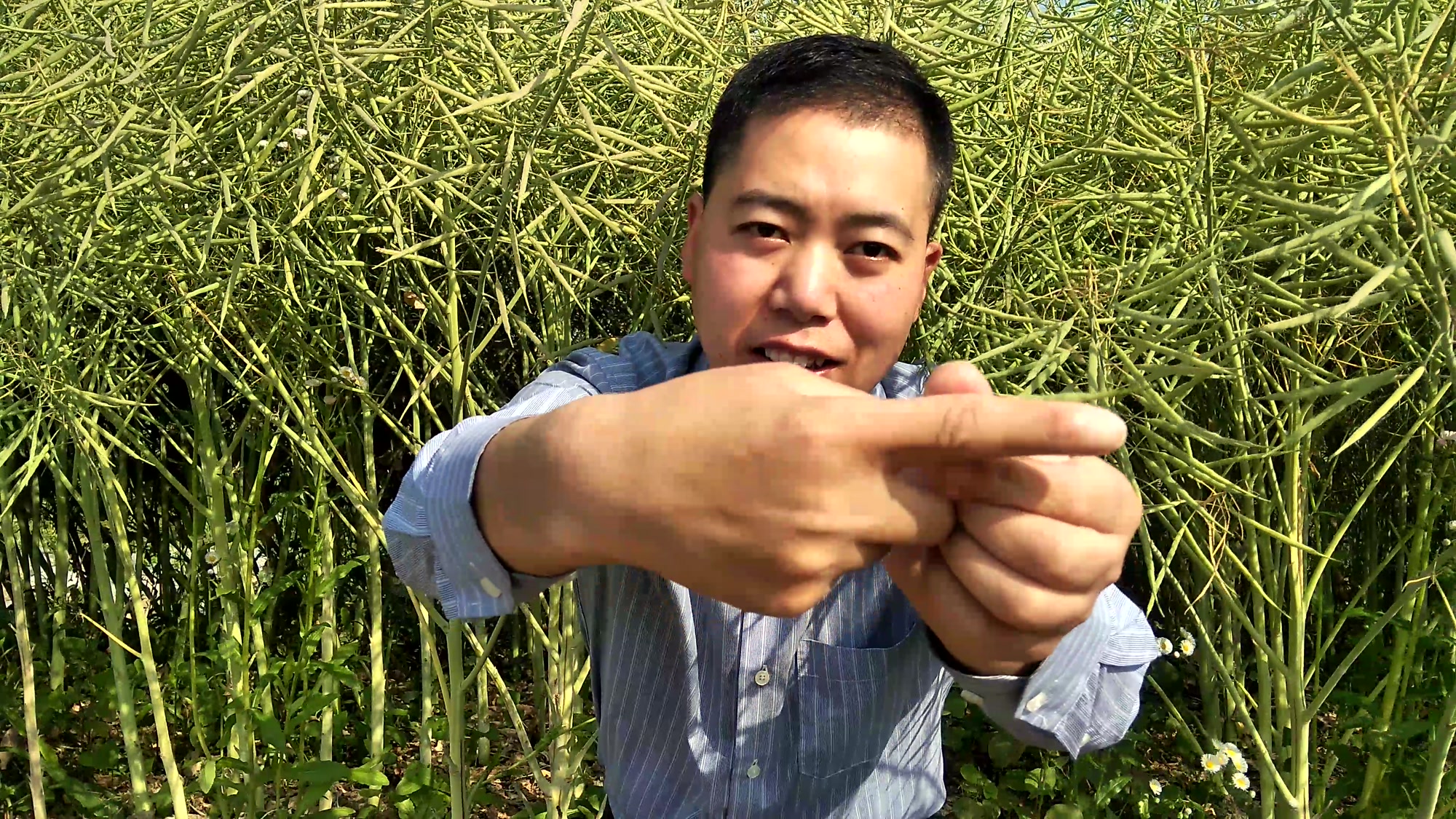 农村小伙来到南方农村油菜地 记录油菜成长日记 油菜枝干粗壮 结满了油菜籽 丰收的景象 