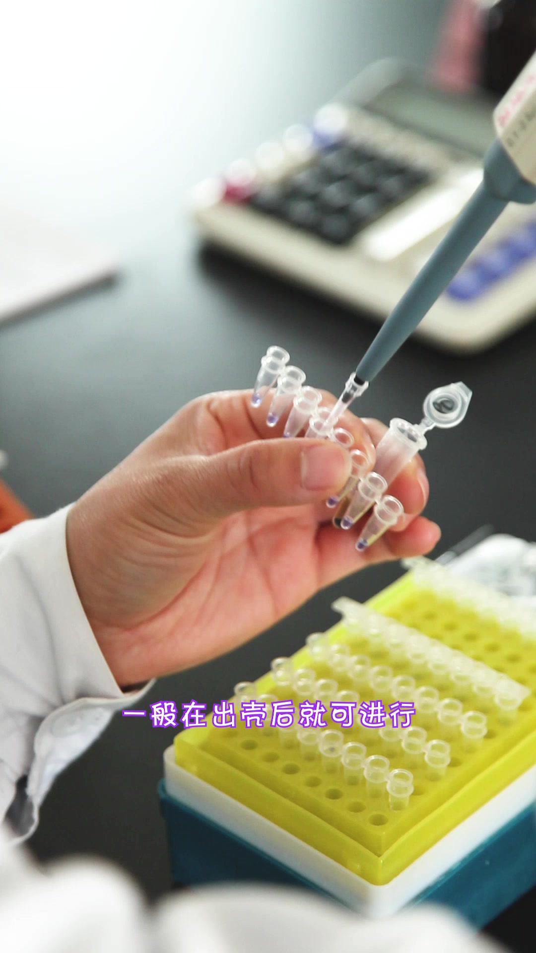 鸽子分辨公母准确率高的方法你知道吗?