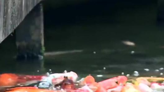 【重庆40斤网红鲤鱼已死 4人公园捕网红鲤鱼被拘】5月1日,重庆大渡口。据警方通报,偷捕公