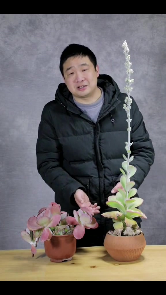 唐印开花了为啥建议把花箭剪掉呢