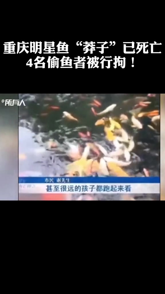 重庆明星鱼“莽子”已死亡,无法再回到池塘……4名偷鱼者已被行拘!