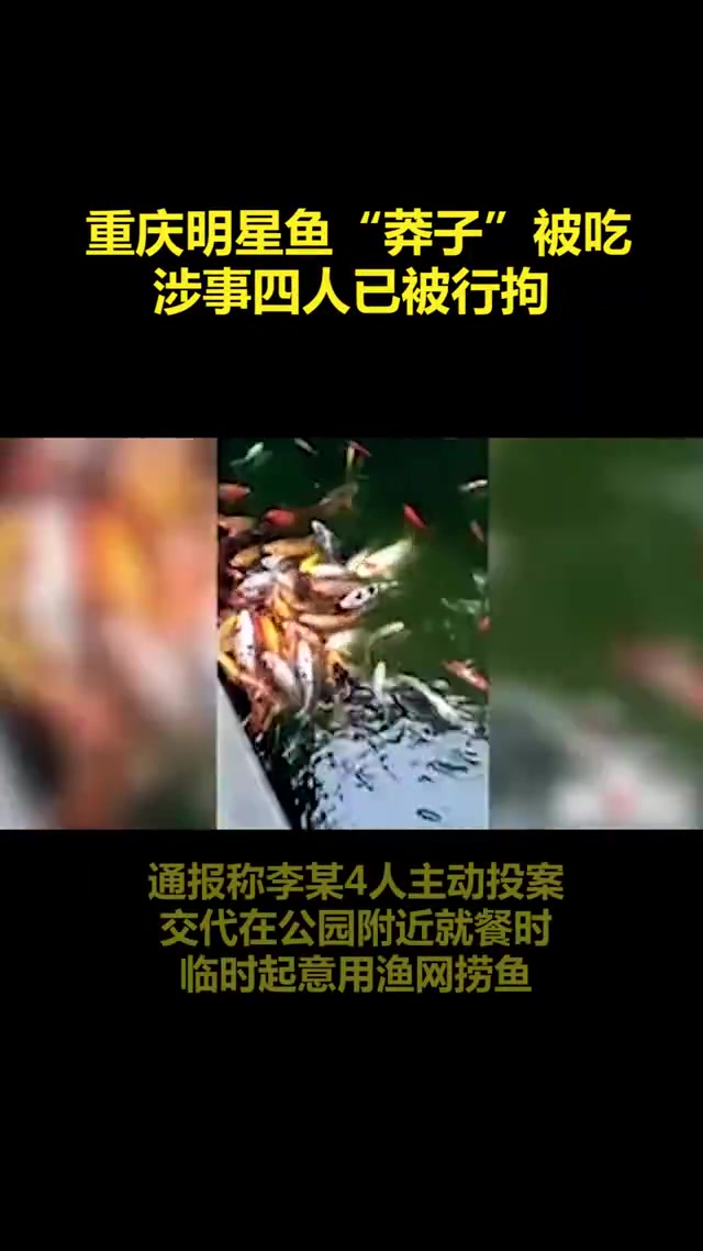 重庆明星鱼“莽子”被吃,四人已行拘