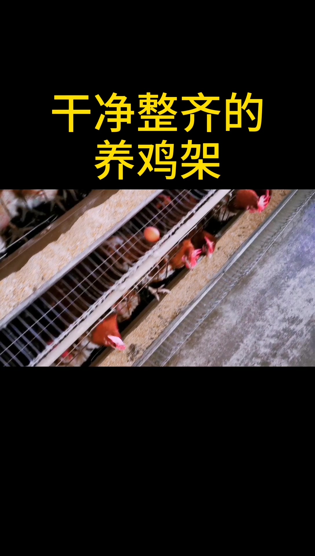 n10干净整齐的养鸡架