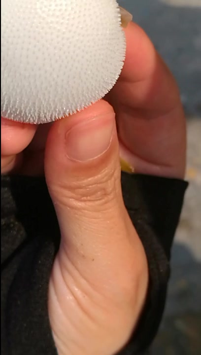 生气的河豚鱼,肚子越胀越大