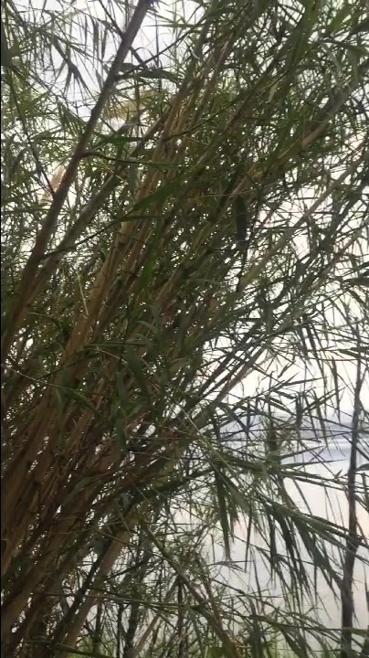 听洱海的水鸭子叫声好听极了