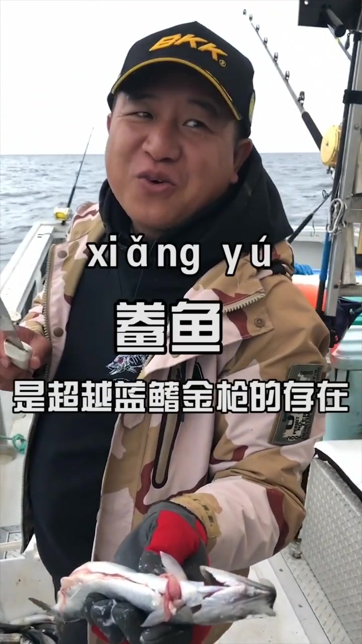 蓝鳍金枪鱼最爱吃的饵鱼,居然是国内大名鼎鼎的鲞鱼