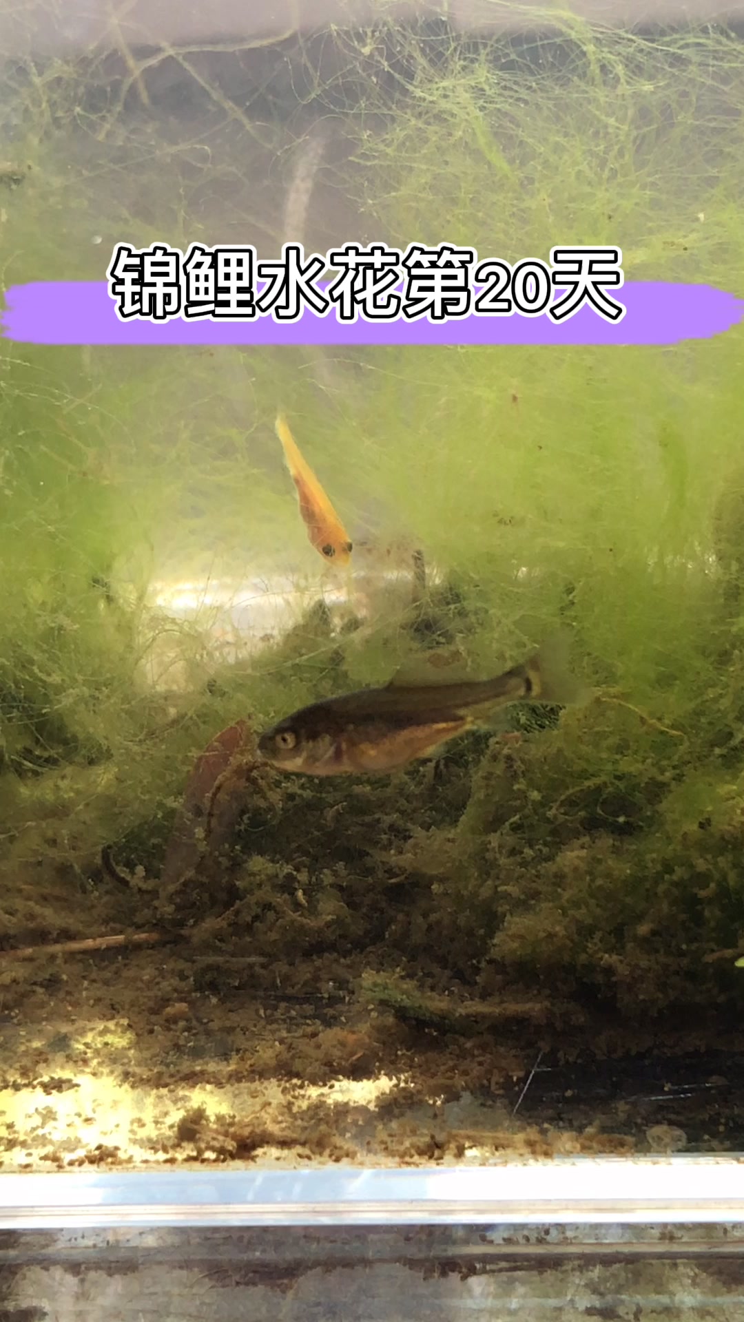 一群小鱼苗的成长记录,锦鲤水花第20天