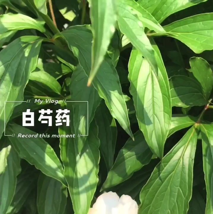 园子里的花儿都开了,果儿也开花挂果了。新种的菜菜也发芽啦。